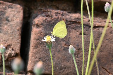 Eurema alitha kelebeği. Yaygın olarak kullanılan adları sarı otlar, sarı otlar, Eurema ve Pieridae 'dir. Bu tür Eurema 'da bulunur. Güneydoğu Asya 'da bulunur. Tridax procumbens Çiçeği. 