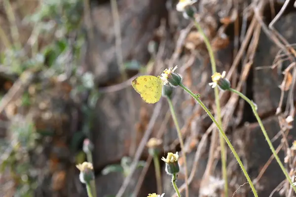 Eurema alitha kelebeği. Yaygın olarak kullanılan adları sarı otlar, sarı otlar, Eurema ve Pieridae 'dir. Bu tür Eurema 'da bulunur. Güneydoğu Asya 'da bulunur. Tridax procumbens Çiçeği. 