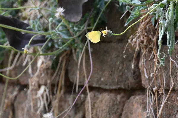 Eurema alitha kelebeği. Yaygın olarak kullanılan adları sarı otlar, sarı otlar, Eurema ve Pieridae 'dir. Bu tür Eurema 'da bulunur. Güneydoğu Asya 'da bulunur. Tridax procumbens Çiçeği. 