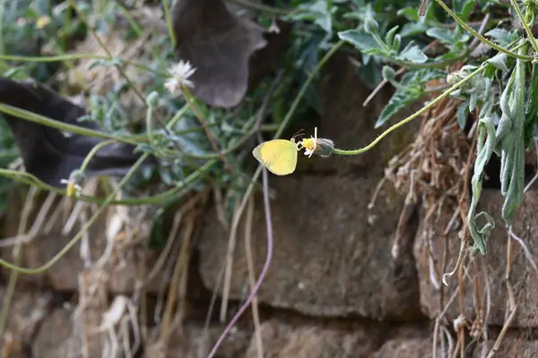 Eurema alitha kelebeği. Yaygın olarak kullanılan adları sarı otlar, sarı otlar, Eurema ve Pieridae 'dir. Bu tür Eurema 'da bulunur. Güneydoğu Asya 'da bulunur. Tridax procumbens Çiçeği. 