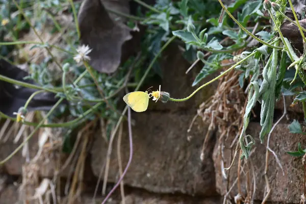 Eurema alitha kelebeği. Yaygın olarak kullanılan adları sarı otlar, sarı otlar, Eurema ve Pieridae 'dir. Bu tür Eurema 'da bulunur. Güneydoğu Asya 'da bulunur. Tridax procumbens Çiçeği. 