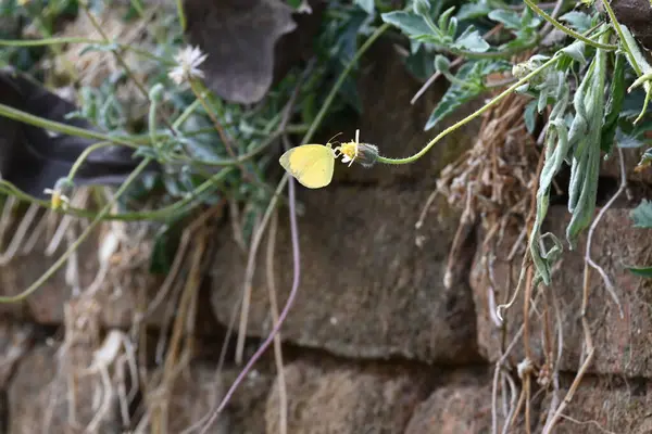 Eurema alitha kelebeği. Yaygın olarak kullanılan adları sarı otlar, sarı otlar, Eurema ve Pieridae 'dir. Bu tür Eurema 'da bulunur. Güneydoğu Asya 'da bulunur. Tridax procumbens Çiçeği. 