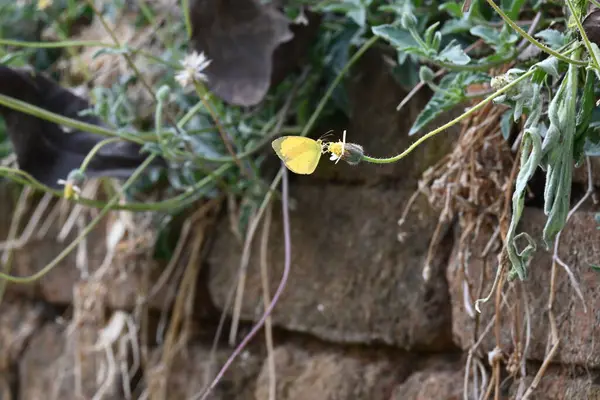 Eurema alitha kelebeği. Yaygın olarak kullanılan adları sarı otlar, sarı otlar, Eurema ve Pieridae 'dir. Bu tür Eurema 'da bulunur. Güneydoğu Asya 'da bulunur. Tridax procumbens Çiçeği. 