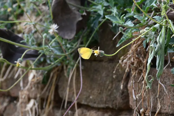Eurema alitha kelebeği. Yaygın olarak kullanılan adları sarı otlar, sarı otlar, Eurema ve Pieridae 'dir. Bu tür Eurema 'da bulunur. Güneydoğu Asya 'da bulunur. Tridax procumbens Çiçeği. 