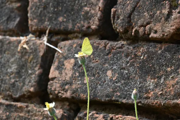 Eurema alitha kelebeği. Yaygın olarak kullanılan adları sarı otlar, sarı otlar, Eurema ve Pieridae 'dir. Bu tür Eurema 'da bulunur. Güneydoğu Asya 'da bulunur. Tridax procumbens Çiçeği. 