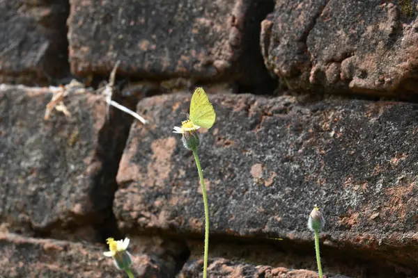 Eurema alitha kelebeği. Yaygın olarak kullanılan adları sarı otlar, sarı otlar, Eurema ve Pieridae 'dir. Bu tür Eurema 'da bulunur. Güneydoğu Asya 'da bulunur. Tridax procumbens Çiçeği. 