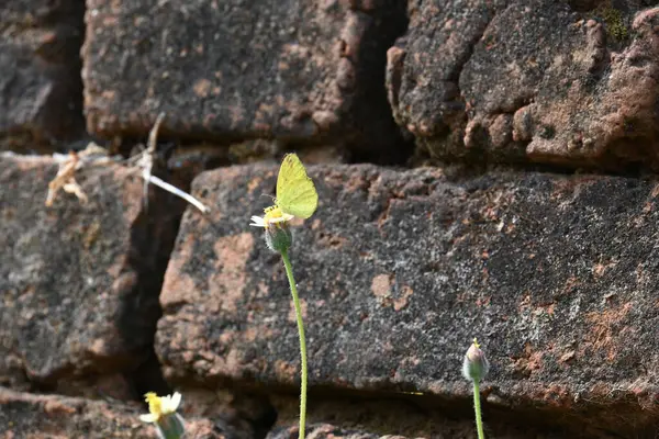 Eurema alitha kelebeği. Yaygın olarak kullanılan adları sarı otlar, sarı otlar, Eurema ve Pieridae 'dir. Bu tür Eurema 'da bulunur. Güneydoğu Asya 'da bulunur. Tridax procumbens Çiçeği. 