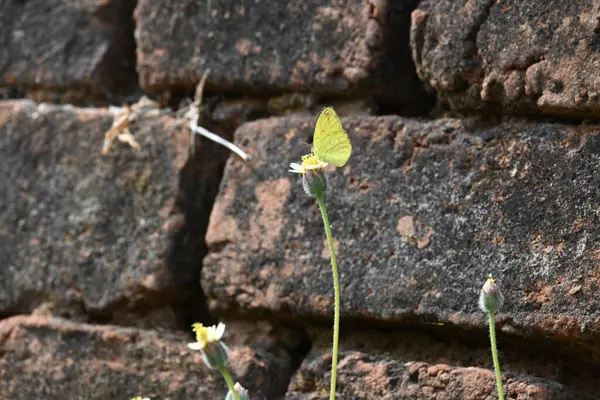 Eurema alitha kelebeği. Yaygın olarak kullanılan adları sarı otlar, sarı otlar, Eurema ve Pieridae 'dir. Bu tür Eurema 'da bulunur. Güneydoğu Asya 'da bulunur. Tridax procumbens Çiçeği. 