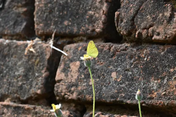 Eurema alitha kelebeği. Yaygın olarak kullanılan adları sarı otlar, sarı otlar, Eurema ve Pieridae 'dir. Bu tür Eurema 'da bulunur. Güneydoğu Asya 'da bulunur. Tridax procumbens Çiçeği. 