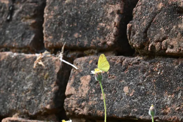 Eurema alitha kelebeği. Yaygın olarak kullanılan adları sarı otlar, sarı otlar, Eurema ve Pieridae 'dir. Bu tür Eurema 'da bulunur. Güneydoğu Asya 'da bulunur. Tridax procumbens Çiçeği. 