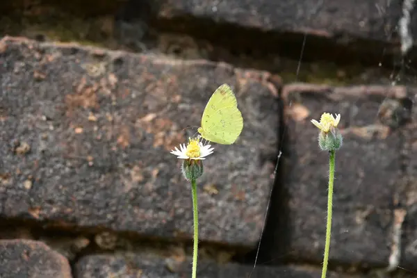 Eurema alitha kelebeği. Yaygın olarak kullanılan adları sarı otlar, sarı otlar, Eurema ve Pieridae 'dir. Bu tür Eurema 'da bulunur. Güneydoğu Asya 'da bulunur. Tridax procumbens Çiçeği. 
