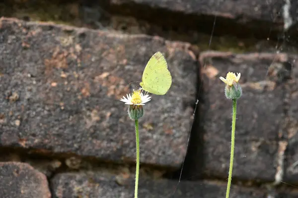 Eurema alitha kelebeği. Yaygın olarak kullanılan adları sarı otlar, sarı otlar, Eurema ve Pieridae 'dir. Bu tür Eurema 'da bulunur. Güneydoğu Asya 'da bulunur. Tridax procumbens Çiçeği. 
