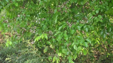 Millettia Pinnata çiçekleri. Fabaceae familyasından bir ağaç türü. Diğer adı Pongamiapinnata, Hint biechandPongame Petrol Ağacı. Birçok Ayurvedic tıpta kullanılır..