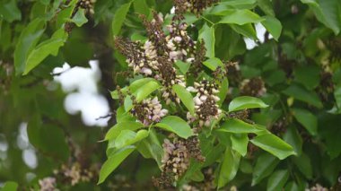 Millettia Pinnata çiçekleri. Fabaceae familyasından bir ağaç türü. Diğer adı Pongamiapinnata, Hint biechandPongame Petrol Ağacı. Birçok Ayurvedic tıpta kullanılır..