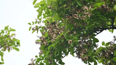 Millettia Pinnata çiçekleri. Fabaceae familyasından bir ağaç türü. Diğer adı Pongamiapinnata, Hint biechandPongame Petrol Ağacı. Birçok Ayurvedic tıpta kullanılır..