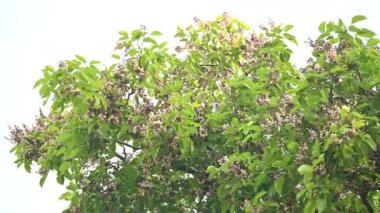 Millettia Pinnata çiçekleri. Fabaceae familyasından bir ağaç türü. Diğer adı Pongamiapinnata, Hint biechandPongame Petrol Ağacı. Birçok Ayurvedic tıpta kullanılır..