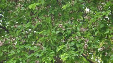 Millettia Pinnata çiçekleri. Fabaceae familyasından bir ağaç türü. Diğer adı Pongamiapinnata, Hint biechandPongame Petrol Ağacı. Birçok Ayurvedic tıpta kullanılır..