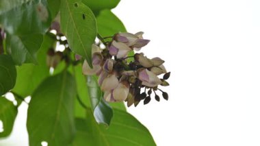 Millettia Pinnata çiçekleri. Fabaceae familyasından bir ağaç türü. Diğer adı Pongamiapinnata, Hint biechandPongame Petrol Ağacı. Birçok Ayurvedic tıpta kullanılır..