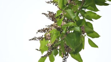 Millettia Pinnata çiçekleri. Fabaceae familyasından bir ağaç türü. Diğer adı Pongamiapinnata, Hint biechandPongame Petrol Ağacı. Birçok Ayurvedic tıpta kullanılır..