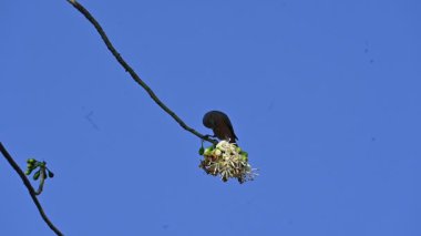 Brahminy Starlingorbrahminy Myna Beyaz İpek Pamuk Ağacı 'nda oturuyor. Bu kuş Beyaz İpek Pamuk Ağacı 'nın çiçeğinin nektarını emiyor. Sturnia pagodarum. Starling ailesinin bir üyesi..