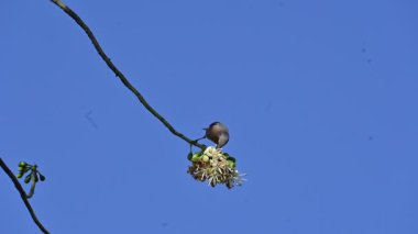 Brahminy Starlingorbrahminy Myna Beyaz İpek Pamuk Ağacı 'nda oturuyor. Bu kuş Beyaz İpek Pamuk Ağacı 'nın çiçeğinin nektarını emiyor. Sturnia pagodarum. Starling ailesinin bir üyesi..