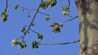 Brahminy Starlingorbrahminy Myna Beyaz İpek Pamuk Ağacı 'nda oturuyor. Bu kuş Beyaz İpek Pamuk Ağacı 'nın çiçeğinin nektarını emiyor. Sturnia pagodarum. Starling ailesinin bir üyesi..