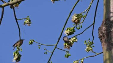 Brahminy Starlingorbrahminy Myna Beyaz İpek Pamuk Ağacı 'nda oturuyor. Bu kuş Beyaz İpek Pamuk Ağacı 'nın çiçeğinin nektarını emiyor. Sturnia pagodarum. Starling ailesinin bir üyesi..