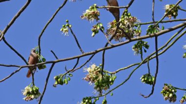 Brahminy Starlingorbrahminy Myna Beyaz İpek Pamuk Ağacı 'nda oturuyor. Bu kuş Beyaz İpek Pamuk Ağacı 'nın çiçeğinin nektarını emiyor. Sturnia pagodarum. Starling ailesinin bir üyesi..