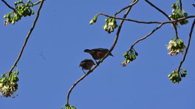 Brahminy Starlingorbrahminy Myna Beyaz İpek Pamuk Ağacı 'nda oturuyor. Bu kuş Beyaz İpek Pamuk Ağacı 'nın çiçeğinin nektarını emiyor. Sturnia pagodarum. Starling ailesinin bir üyesi..