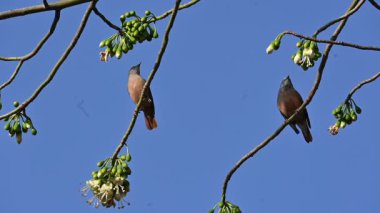 Brahminy Starlingorbrahminy Myna Beyaz İpek Pamuk Ağacı 'nda oturuyor. Bu kuş Beyaz İpek Pamuk Ağacı 'nın çiçeğinin nektarını emiyor. Sturnia pagodarum. Starling ailesinin bir üyesi..