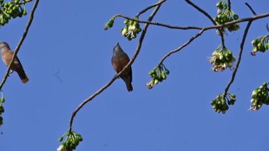 Brahminy Starlingorbrahminy Myna Beyaz İpek Pamuk Ağacı 'nda oturuyor. Bu kuş Beyaz İpek Pamuk Ağacı 'nın çiçeğinin nektarını emiyor. Sturnia pagodarum. Starling ailesinin bir üyesi..