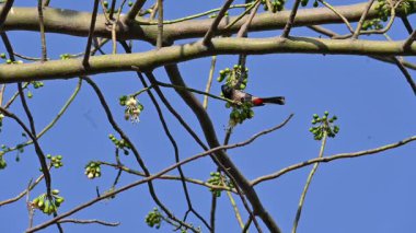Brahminy Starlingorbrahminy Myna Beyaz İpek Pamuk Ağacı 'nda oturuyor. Bu kuş Beyaz İpek Pamuk Ağacı 'nın çiçeğinin nektarını emiyor. Sturnia pagodarum. Starling ailesinin bir üyesi..
