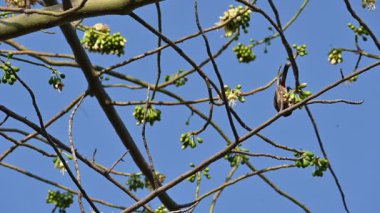 Brahminy Starlingorbrahminy Myna Beyaz İpek Pamuk Ağacı 'nda oturuyor. Bu kuş Beyaz İpek Pamuk Ağacı 'nın çiçeğinin nektarını emiyor. Sturnia pagodarum. Starling ailesinin bir üyesi..