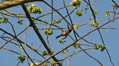 Brahminy Starlingorbrahminy Myna Beyaz İpek Pamuk Ağacı 'nda oturuyor. Bu kuş Beyaz İpek Pamuk Ağacı 'nın çiçeğinin nektarını emiyor. Sturnia pagodarum. Starling ailesinin bir üyesi..