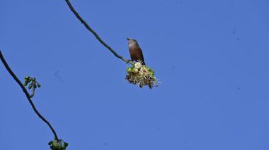 Brahminy Starlingorbrahminy Myna Beyaz İpek Pamuk Ağacı 'nda oturuyor. Bu kuş Beyaz İpek Pamuk Ağacı 'nın çiçeğinin nektarını emiyor. Sturnia pagodarum. Starling ailesinin bir üyesi..