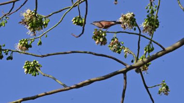 Brahminy Starlingorbrahminy Myna Beyaz İpek Pamuk Ağacı 'nda oturuyor. Bu kuş Beyaz İpek Pamuk Ağacı 'nın çiçeğinin nektarını emiyor. Sturnia pagodarum. Starling ailesinin bir üyesi..