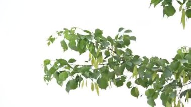 Dalbergia hanım evladı ağacı. Kuzey Hindistan 'ın gül ağacı ve shisham' ı. Bu hızlı büyüyen, dayanıklı bir gül ağacı Hindistan ve Güney İran 'a özgüdür..