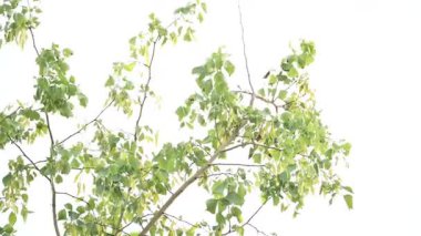 Dalbergia hanım evladı ağacı. Kuzey Hindistan 'ın gül ağacı ve shisham' ı. Bu hızlı büyüyen, dayanıklı bir gül ağacı Hindistan ve Güney İran 'a özgüdür..