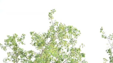 Dalbergia hanım evladı ağacı. Kuzey Hindistan 'ın gül ağacı ve shisham' ı. Bu hızlı büyüyen, dayanıklı bir gül ağacı Hindistan ve Güney İran 'a özgüdür..