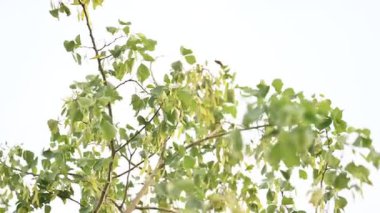 Dalbergia hanım evladı ağacı. Kuzey Hindistan 'ın gül ağacı ve shisham' ı. Bu hızlı büyüyen, dayanıklı bir gül ağacı Hindistan ve Güney İran 'a özgüdür..