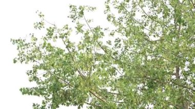 Dalbergia hanım evladı ağacı. Kuzey Hindistan 'ın gül ağacı ve shisham' ı. Bu hızlı büyüyen, dayanıklı bir gül ağacı Hindistan ve Güney İran 'a özgüdür..