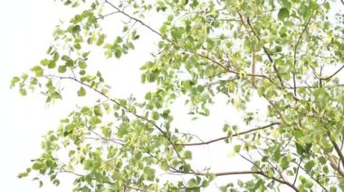 Dalbergia hanım evladı ağacı. Kuzey Hindistan 'ın gül ağacı ve shisham' ı. Bu hızlı büyüyen, dayanıklı bir gül ağacı Hindistan ve Güney İran 'a özgüdür..