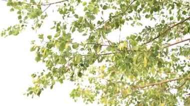 Dalbergia hanım evladı ağacı. Kuzey Hindistan 'ın gül ağacı ve shisham' ı. Bu hızlı büyüyen, dayanıklı bir gül ağacı Hindistan ve Güney İran 'a özgüdür..