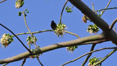 Brahminy Starlingorbrahminy Myna Beyaz İpek Pamuk Ağacı 'nda oturuyor. Bu kuş Beyaz İpek Pamuk Ağacı 'nın çiçeğinin nektarını emiyor. Sturnia pagodarum. Starling ailesinin bir üyesi..