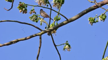 Brahminy Starlingorbrahminy Myna Beyaz İpek Pamuk Ağacı 'nda oturuyor. Bu kuş Beyaz İpek Pamuk Ağacı 'nın çiçeğinin nektarını emiyor. Sturnia pagodarum. Starling ailesinin bir üyesi..