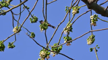 Brahminy Starlingorbrahminy Myna Beyaz İpek Pamuk Ağacı 'nda oturuyor. Bu kuş Beyaz İpek Pamuk Ağacı 'nın çiçeğinin nektarını emiyor. Sturnia pagodarum. Starling ailesinin bir üyesi..