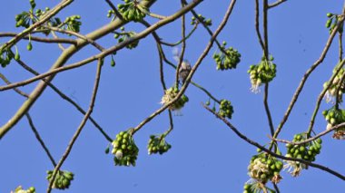 Brahminy Starlingorbrahminy Myna Beyaz İpek Pamuk Ağacı 'nda oturuyor. Bu kuş Beyaz İpek Pamuk Ağacı 'nın çiçeğinin nektarını emiyor. Sturnia pagodarum. Starling ailesinin bir üyesi..