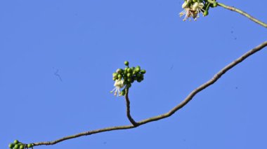 Beyaz Bombax ceiba çiçeği. Beyaz pamuk ağacı, Malabar pamuk ağacı, beyaz ipek pamuk ağacı, beyaz pamuk ağacı, beyaz ipek pamuk ağacı ve beyaz kapok..