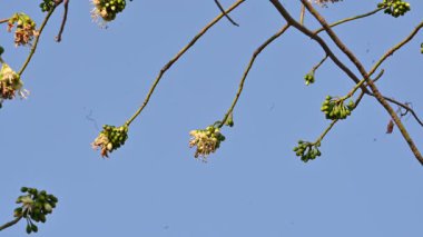 Beyaz Bombax ceiba çiçeği. Beyaz pamuk ağacı, Malabar pamuk ağacı, beyaz ipek pamuk ağacı, beyaz pamuk ağacı, beyaz ipek pamuk ağacı ve beyaz kapok..