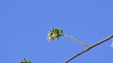 Beyaz Bombax ceiba çiçeği. Beyaz pamuk ağacı, Malabar pamuk ağacı, beyaz ipek pamuk ağacı, beyaz pamuk ağacı, beyaz ipek pamuk ağacı ve beyaz kapok..